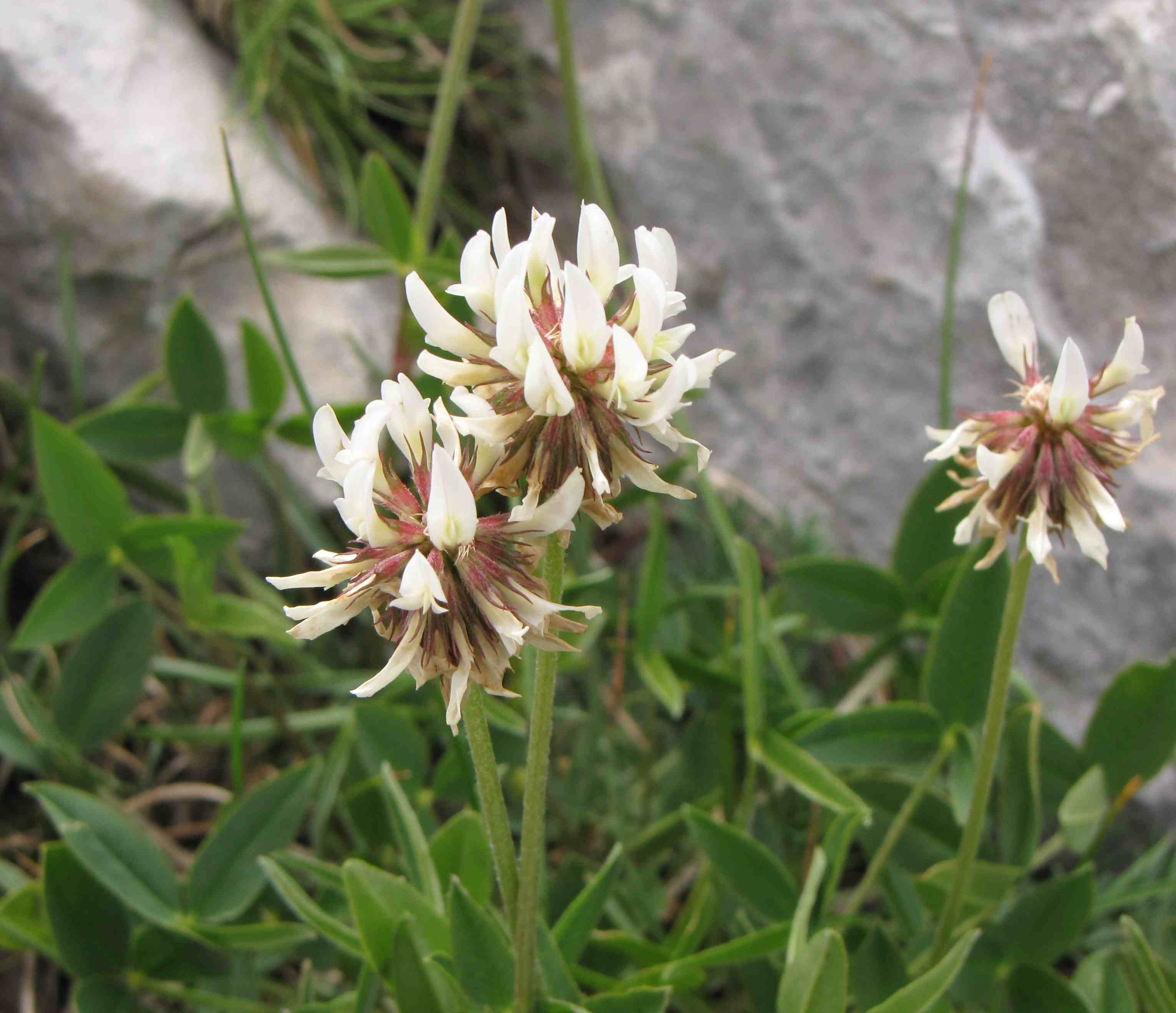 trifolium d'' alta quota - Trifolium montanum